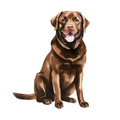 Chocolate Lab